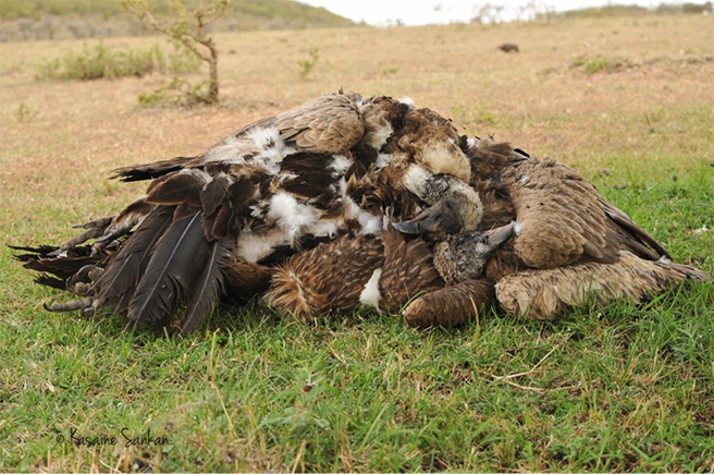 Poisoned Vultures