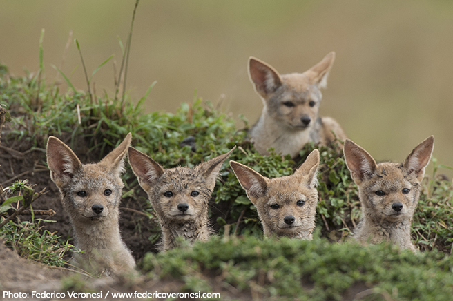 Young Bat-Eared Foxes Alert for the Latest News