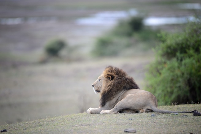 African lion resting