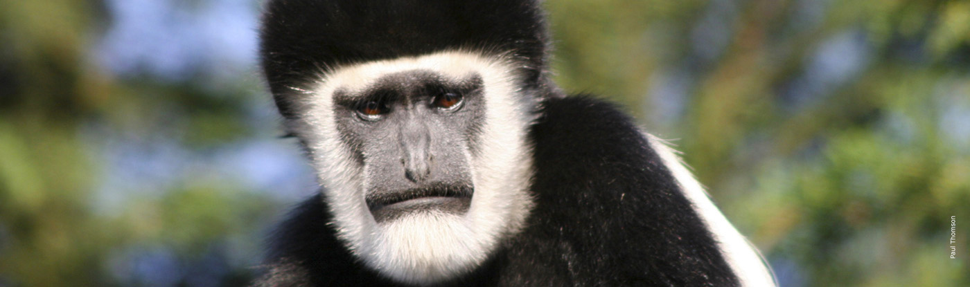 Colobus Monkey | African Wildlife Foundation