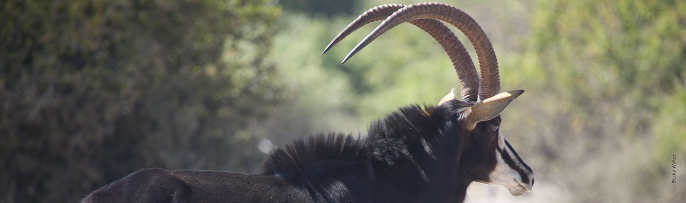 Sable | African Wildlife Foundation