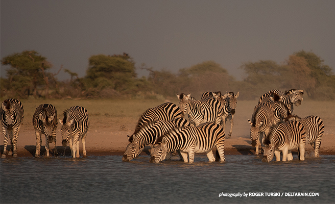 Zebras at a watering hole