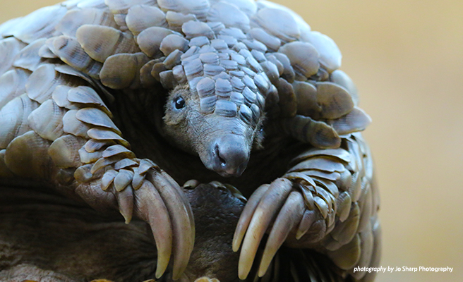 Officials Seize 3.1 Tons of Pangolin Scales | African Wildlife ...