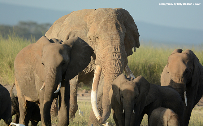 Big Tim in a herd of elephants