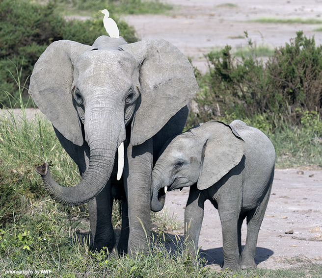 Species from elephants to egrets need healthy land to thrive