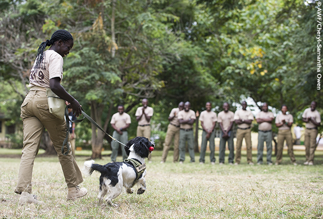 K9 Conservation Programme Graduation Ceremony