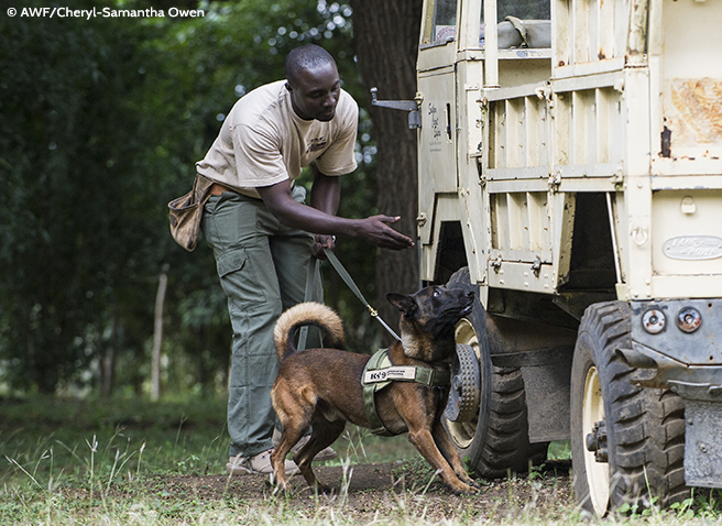 K9 Conservation Programme Demonstration