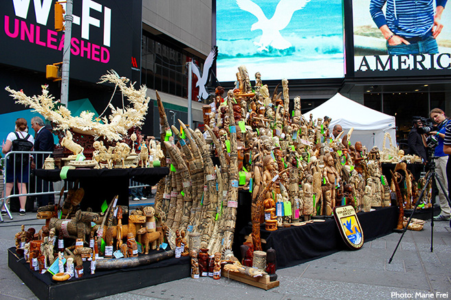 One Ton of Confiscated Ivory Ready to be Crushed in Times Square