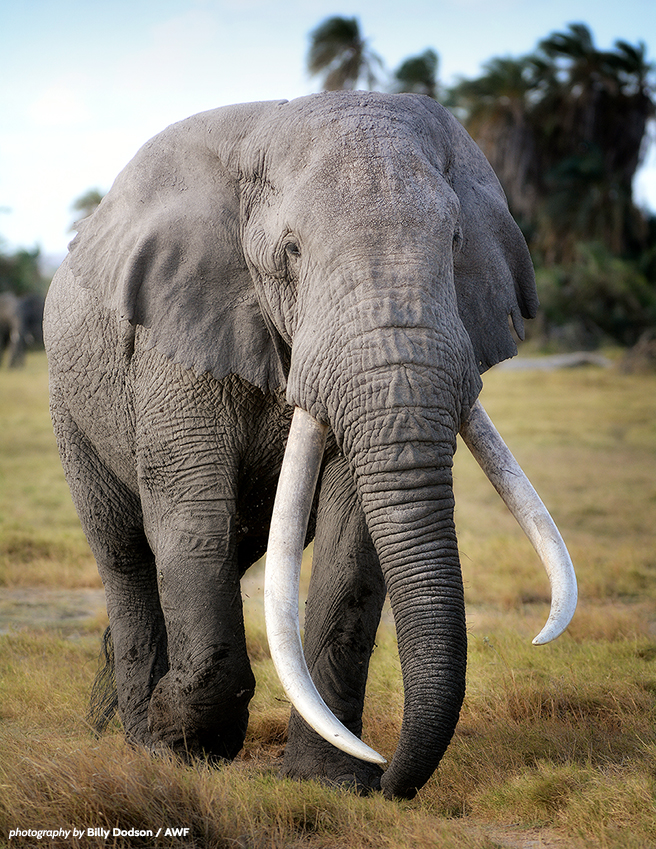 A head on shot of Tim and his massive tusks