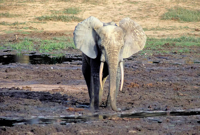 Extinction Looms for Forest Elephants | African Wildlife Foundation