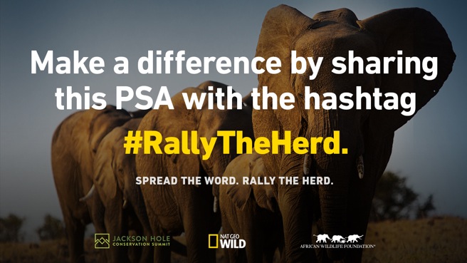 Rally the Herd PSA Contest