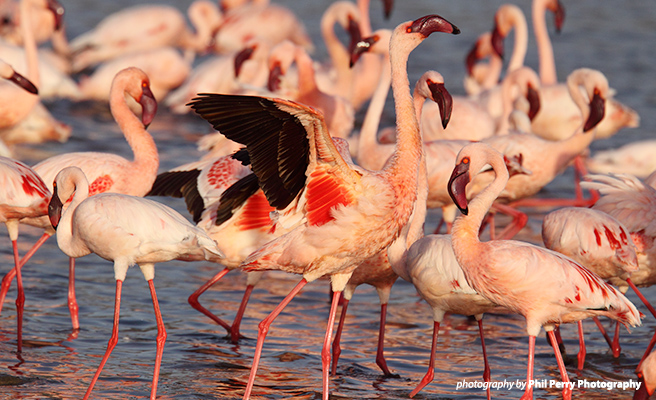 AWF helped restore a river that flows into Lake Nakuru