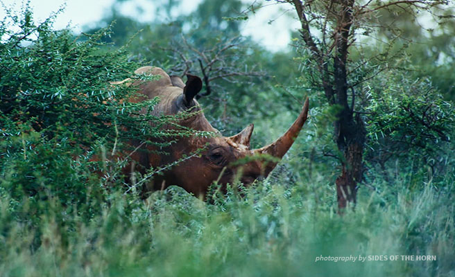 Image of a rhino in the bush.