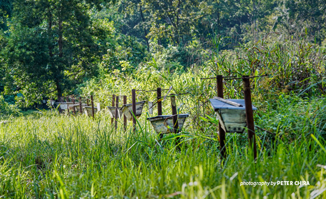 Photo of beehive fence installed between protected forest to deter elephants from crossing into farmland
