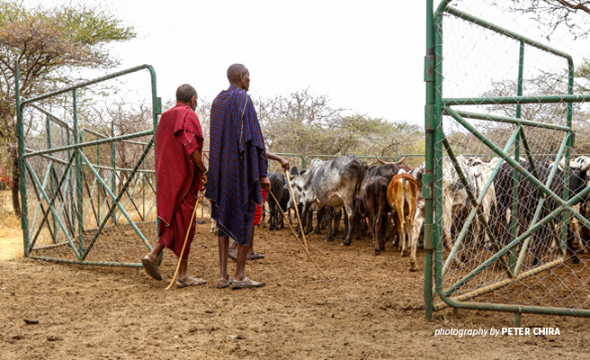 Photo of Maasai herders using portable metal livestock enclosure provided by AWF