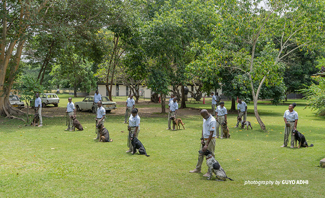 Photo of newly trained Uganda Wildlife Authority rangers and detection canines