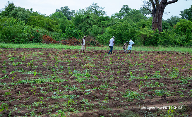 Photo of AWF-supported farmers in northern Zimbabwe weeding their chili plantation