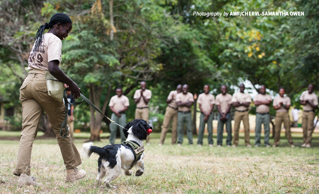 Wildlife detection sniffer dogs and their handlers are trained by AWF experts and deployed at exit ports Photo of AWF-trained wildlife sniffer dog unit demonstrating wildlife detection at AWF training facility
