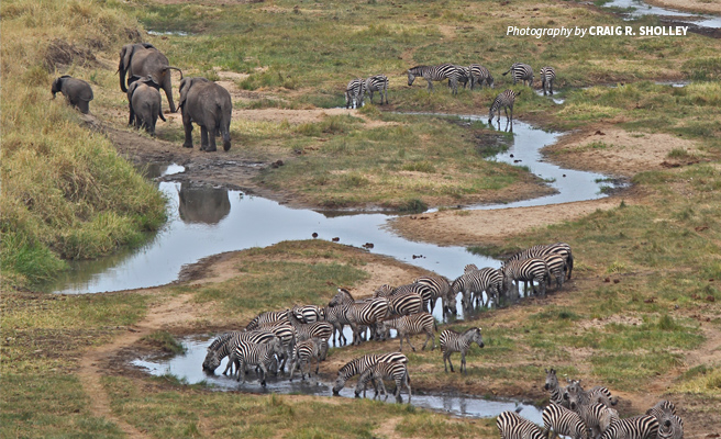 Aerial photo of herd of elephants and zebras at a waterhole in African landscape