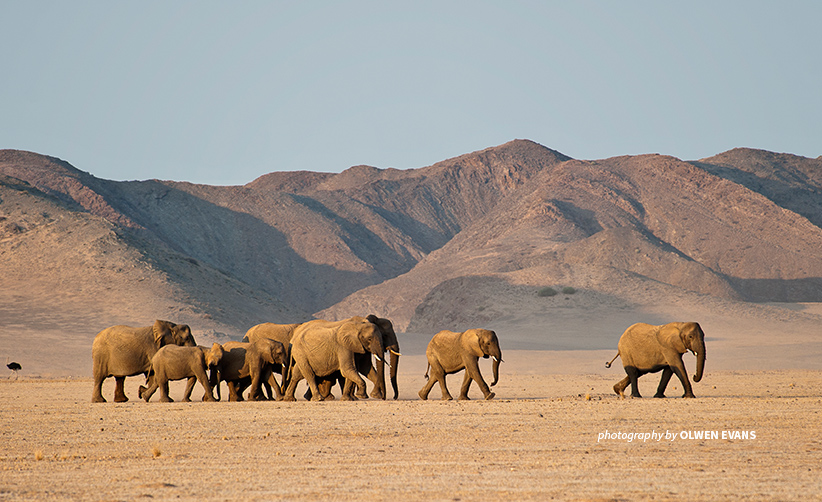 Rare desert elephants survive Namibia's harshest drylands | African  Wildlife Foundation