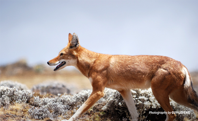Photo of Ethiopian wolf in Simien Mountains National Park 