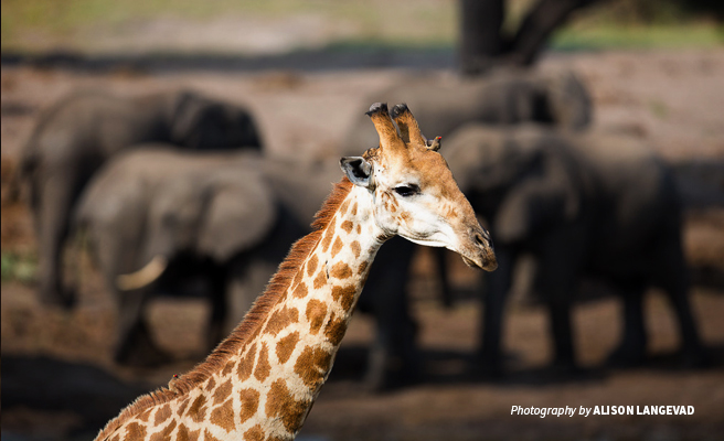 Close-up photo of giraffe head and neck, with elephants grazing in the background