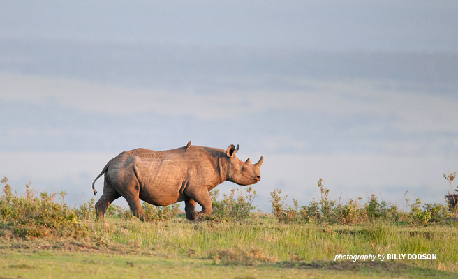 Demand for rhino horn drives poaching and population declines of both black and white rhino species Photo of lone white rhino grazing on open savannah grassland in southern Africa