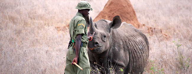 Stop the Killing | African Wildlife Foundation Stop the Killing | African Wildlife Foundation