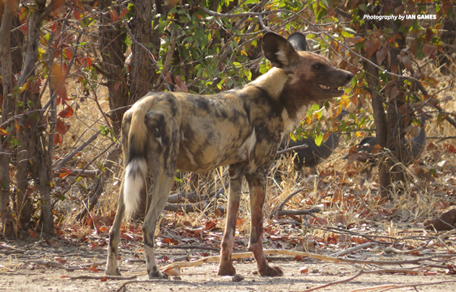 Photo of an African wild dog in Zimbabwe's Hwange National Park