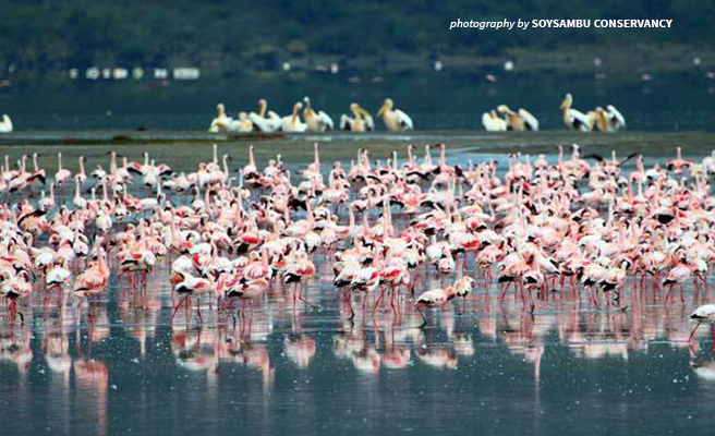 Photo of flamingos in Lake Nakuru with great white pelican in the background Photo of flamingos in Lake Nakuru with great white pelican in the background