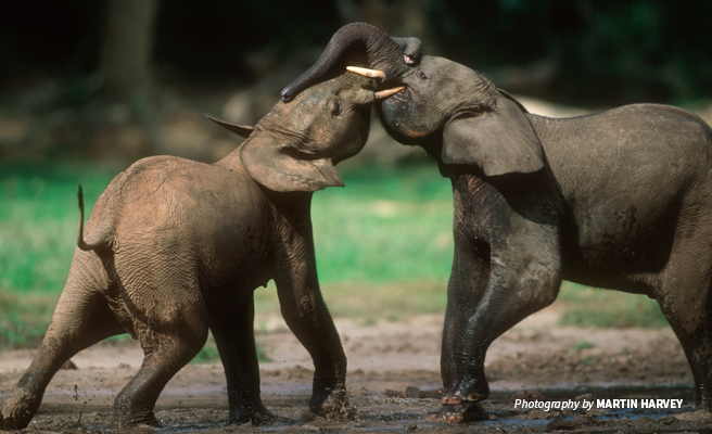 Photo of two young forest elephants fighting in Bili-Uele landscape