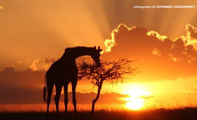 Photo of giraffe standing against sunset in Soysambu Conservancy Photo of giraffe standing against sunset in Soysambu Conservancy