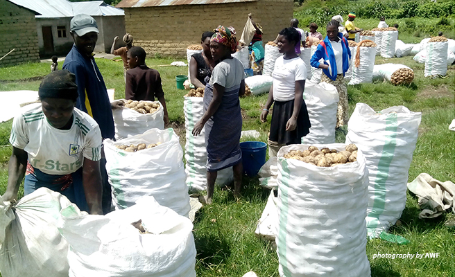 Image of potato farmers in southern Tanzania. Image of potato farmers in southern Tanzania.