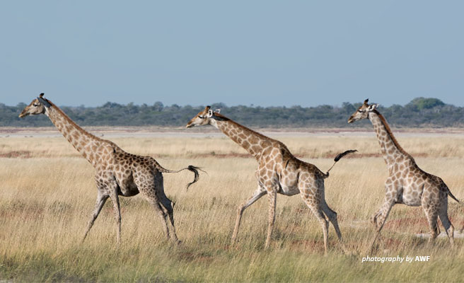 Image of three giraffes running through the savanna. Image of three giraffes running through the savanna.