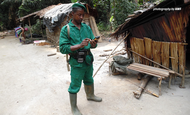 Photo of anti-poaching ranger in Dja Faunal Reserve using AWF-supplied monitoring technology Photo of anti-poaching ranger in Dja Faunal Reserve using AWF-supplied monitoring technology