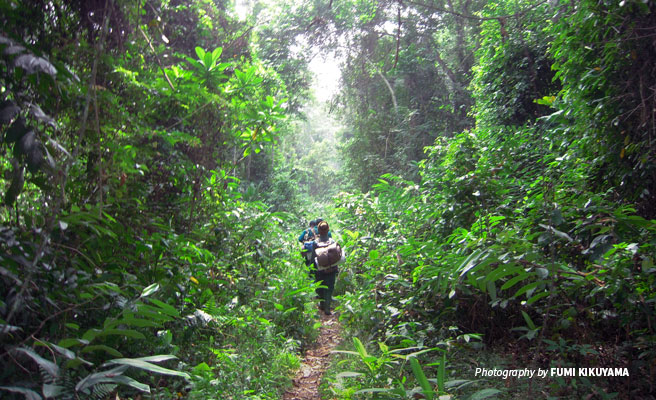 Rangers walking through dense forest in Campo Ma'an National Park in Cameroon