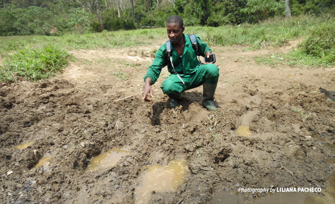 Photo of a ranger in the Dja Faunal Reserve recording a set of elephant footprints Photo of a ranger in the Dja Faunal Reserve recording a set of elephant footprints