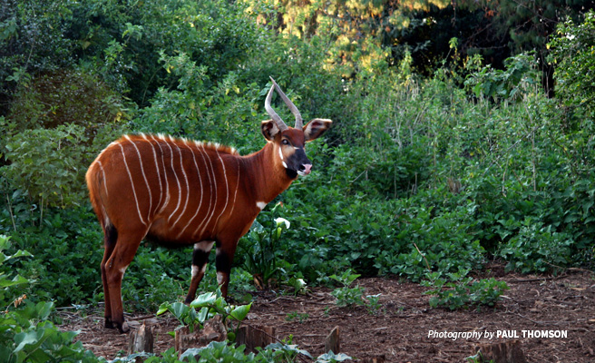 Photo of a lone bongo antelope browsing Bili-Uele forest vegetation in northern DRC Photo of a lone bongo antelope browsing Bili-Uele forest vegetation in northern DRC