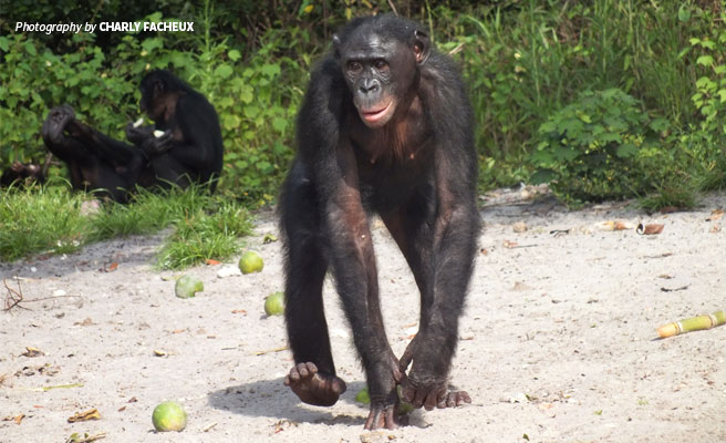 Full portrait of adult bonobo in DRC