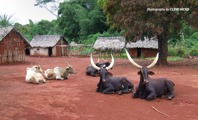 Photo of cattle belonging to pastoralist communities settled within Bili-Uele Protected Area Complex in DRC Photo of cattle belonging to pastoralist communities settled within Bili-Uele Protected Area Complex in DRC