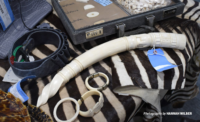 Photo of carved ivory and other illegal wildlife products seized Photo of carved ivory and other illegal wildlife products seized