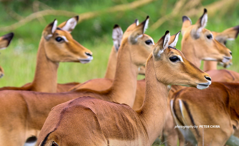 Close-up photo of a group of young female impalas at Soysambu Conservancy near Kenya's Lake Nakuru National Park