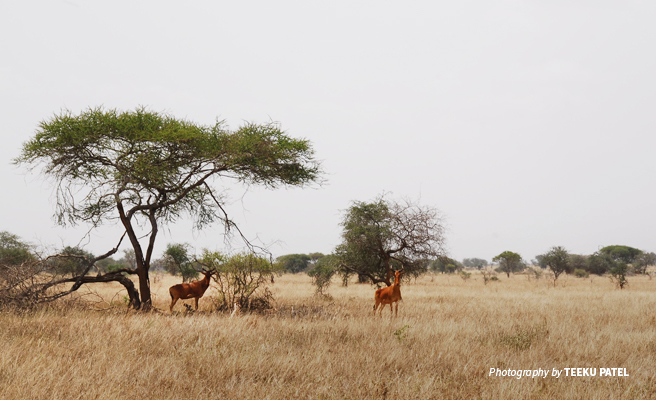 Photo of two cows grazing in dry savanna landscape in Tsavo region