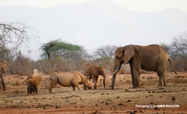 Photo of elephants and eastern black rhino grazing in dry savanna in Tsavo 