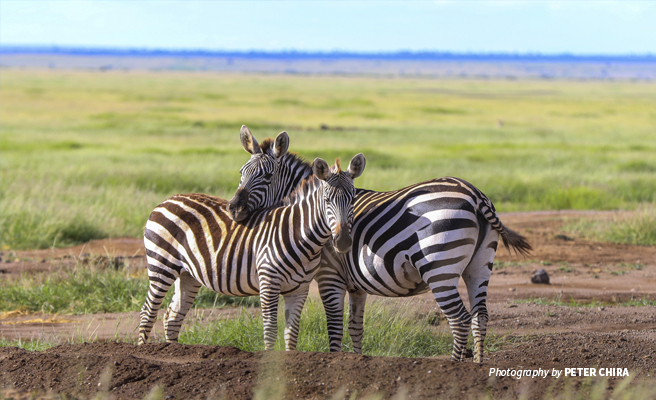 Photo of a two zebras in open savanna grassland in Amboseli National Park in Kenya