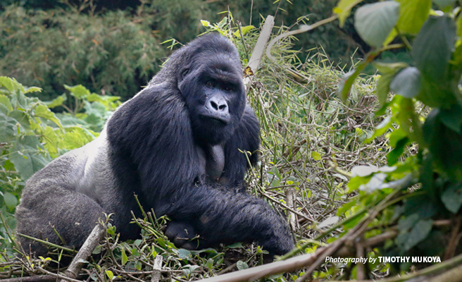Photo of adult silverback mountain gorilla in Volcanoes National Park in Rwanda Photo of adult silverback mountain gorilla in Volcanoes National Park in Rwanda