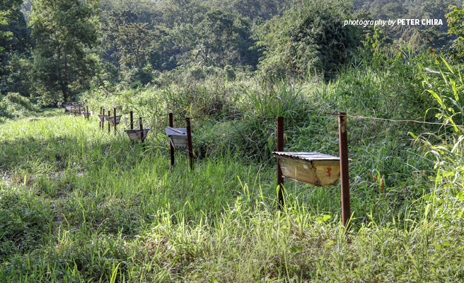 Photo of beehive fence installed between protected forest to deter elephants from crossing into farmland