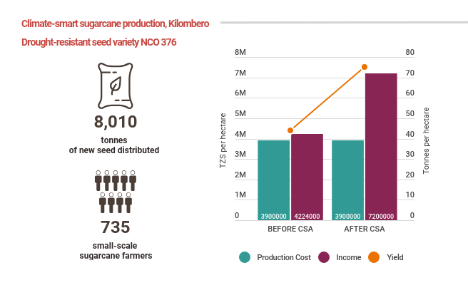 Infographic showing the incease in sugarcane yield and revenue after sugarcane farmers used climate-smart seeds Infographic showing the incease in sugarcane yield and revenue after sugarcane farmers used climate-smart seeds
