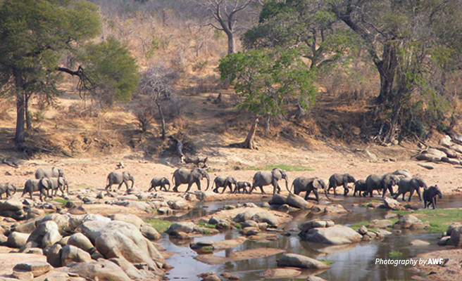 Photo of a herd of African elephants crossing dry riverbed in Ruaha National Park