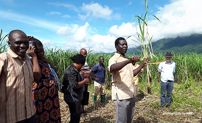Photo of sugarcane farmers in plantation harvesting drought-resistant sugarcane crop Photo of sugarcane farmers in plantation harvesting drought-resistant sugarcane crop